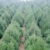 大量供應白皮松