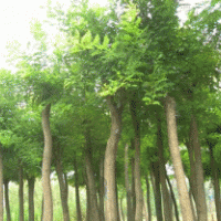 大量供應3-5公分的國槐