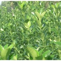 供應(yīng)優(yōu)質(zhì)冬青苗，冬青苗價(jià)格