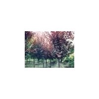 供應各種綠化苗木紅葉李,桂花,女貞