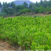 供應(yīng)相思苗 臺灣相思苗 黑木相思苗 馬占相思苗 相思種子