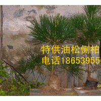 大量出售側(cè)柏,油松,樟子松