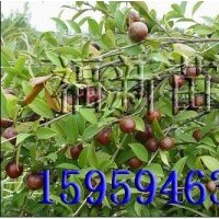 油茶苗,良種油茶苗,嫁接油茶苗,油茶袋苗,杉木苗,紅豆杉苗,無患子