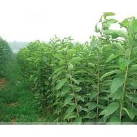 當(dāng)年嫁接櫻花火爆預(yù)定中