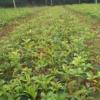 緊急出售八月桂小苗，紅繼木苗