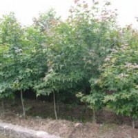 花卉小苗紅王子錦帶,大葉黃楊,紫葉李