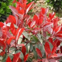 出售龍柏苗，紅葉石楠，北海道黃楊