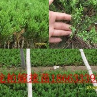 龍柏嫁接苗嫁接小龍柏苗棚苗床苗