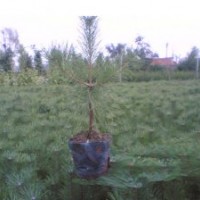 樟子松營養(yǎng)杯出售