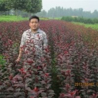 供紅葉李苗 西府蘋(píng)果苗 碧桃桃苗 側(cè)柏苗 花椒苗 櫻桃苗等