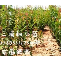 安徽三崗苗木/三角楓小苗/國槐小苗/無患子小苗/小苗批發(fā)/小苗價(jià)