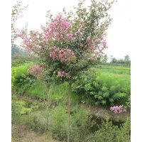 專業(yè)批發(fā)紫薇樹苗紫薇小苗紫薇花苗歡迎價(jià)低看貨