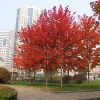 美國紅楓扦插苗5.98元