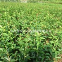 桂花苗品種簡介