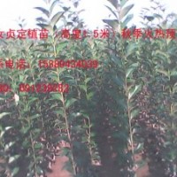 供應(yīng)高桿女貞苗、1.5米定植大葉女貞苗、兩年生大葉女貞