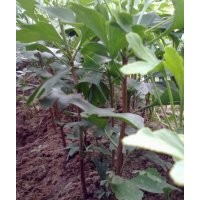 大量供應(yīng)綠化小苗