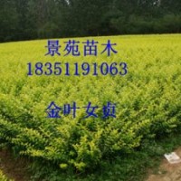 金葉女貞價格，江蘇金葉女貞銷售咨詢金葉女貞價格