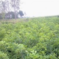 安徽肥西供應(yīng)綠化小苗烏桕三角楓樸樹