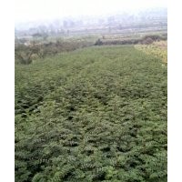 長(zhǎng)期低價(jià)供應(yīng)大紅袍花椒苗，皂角苗