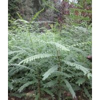 大皂角苗皂角樹苗皂莢苗1米高帶刺大皂莢苗出售