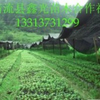 供應(yīng)百萬(wàn)株楠木苗