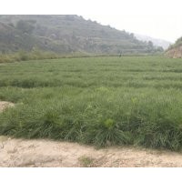 兩年生容器袋油松數(shù)量60萬株，裸根兩年生油松數(shù)量50萬出售