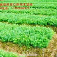供應(yīng)杉木苗