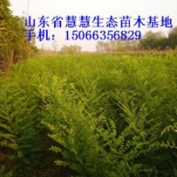 大量供應(yīng)國槐苗、椿樹苗、北欒苗、合歡苗、速生白蠟苗