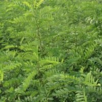 供應(yīng)白皮松 白臘苗 香椿苗 皂角苗 花椒苗 刺槐苗(圖)