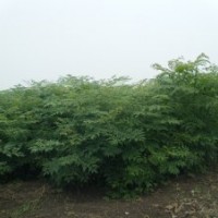 供應(yīng)欒樹小苗