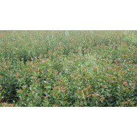 桂花苗/桂花樹/紅葉石楠/低價促銷