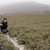 急售一批占地甘肅云杉，小云杉苗木