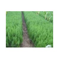 供應(yīng)側(cè)柏，國槐，花椒