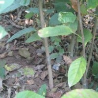 專業(yè)嫁接白蠟、國(guó)槐、桃樹、等等