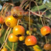 供應(yīng)甜茶種子、甜茶果、甜茶苗、甜茶根、甜茶芽苗