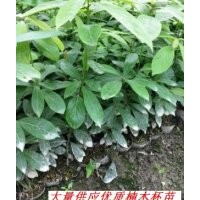 楨楠杯苗，楠木苗，楠木小苗