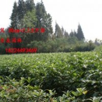 5萬(wàn)苗樂昌含笑苗