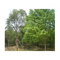 國槐 刺槐苗 國槐 白皮松 皂角...