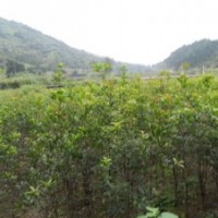 供應桂花苗木 桂花小苗,桂花苗