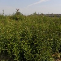 安徽100畝苗圃場(chǎng)大量出售小苗大葉女貞,香樟,白果