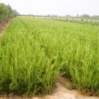 基地批發(fā)龍柏/龍柏苗/龍柏球