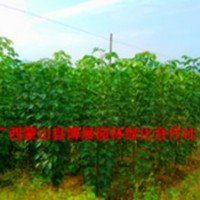 供應(yīng):秋楓樹，香樟樹，木棉花，桂花