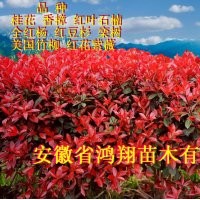 紅葉石楠小苗價(jià)格2公分3公分5公分紅葉石楠價(jià)格