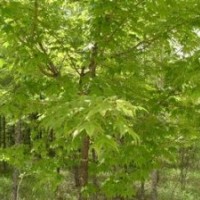 國(guó)槐苗 刺槐苗 蘋果苗 山楂苗 塔柏苗...