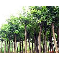 現(xiàn)貨供應(yīng)國(guó)槐苗、筷柏苗