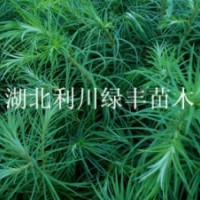 供應(yīng)湖北利川杉樹(shù)苗 山杉樹(shù)苗刺杉樹(shù)苗 杉木樹(shù)苗價(jià)格