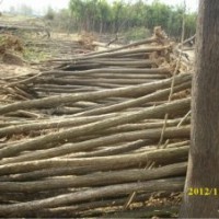 山東國槐價(jià)格