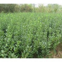 特價(jià)出售衛(wèi)矛.扶芳藤.薔薇,月季,金葉女貞.小葉女貞,