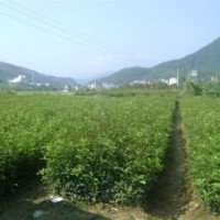 大量低價拋售福建大葉火紅丹桂小苗