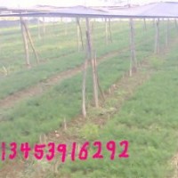 供應2年白皮松、2年油松、國槐苗